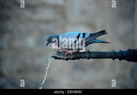 Pigeon domestique (Columba livia domestica), f. de boire à une fontaine. Banque D'Images