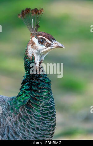 Paons commun, Indienne, paons paons bleus (Pavo cristatus), peahen, portrait, Allemagne, Rhénanie du Nord-Westphalie Banque D'Images