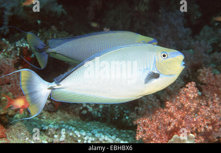 Bignose goldfish, zebra goldfish, Vlamings Naso vlamingii (Goldfish). Banque D'Images