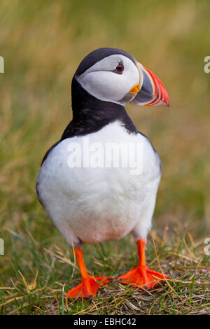 Macareux moine, Fratercula arctica Macareux moine (commune), dans un pré, l'Islande, Vestfirdir Banque D'Images