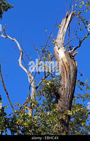 Ela tempête a causé des dommages à un arbre, Allemagne Banque D'Images