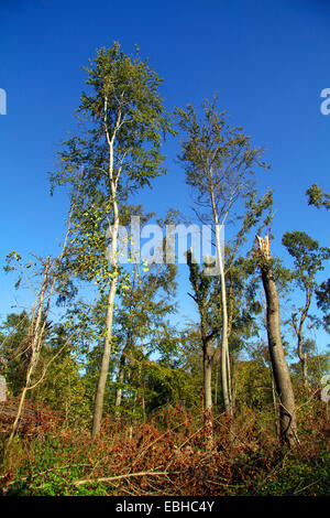 Après la tempête de la forêt/bois exceptionnels avec Ela, Allemagne Banque D'Images