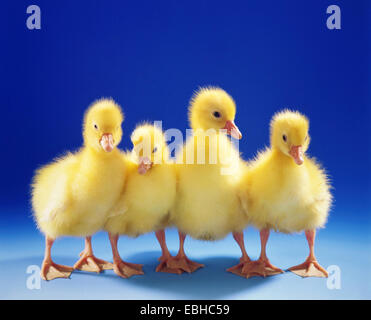 L'oie domestique (Anser anser f. domestica), quatre poussins poule moelleux Banque D'Images