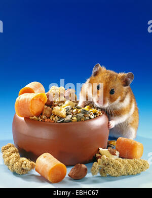 Hamster doré (Mesocricetus auratus), à un bol d'alimentation avec des aliments de hamster Banque D'Images