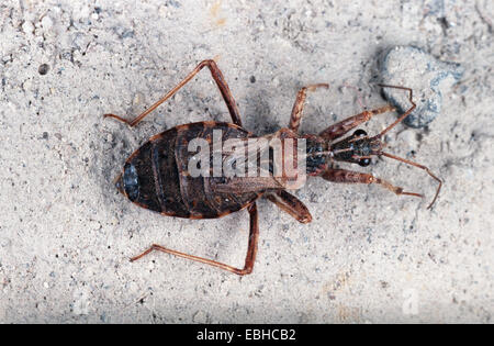 Heath (Coranus subapterus assassin bug). Banque D'Images