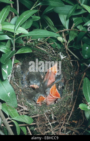 Nid (Prunella modularis), mendicité squeakers dans leur nid. Banque D'Images