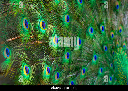 Paons commun, Indienne, paons paons bleus (Pavo cristatus), queue de paon plumes, Allemagne, Rhénanie du Nord-Westphalie Banque D'Images