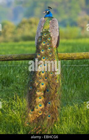 Paons commun, Indienne, paons paons bleus (Pavo cristatus), paon sur un belvédère, vue de dos, Allemagne, Rhénanie du Nord-Westphalie Banque D'Images