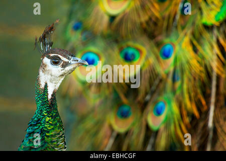 Paons commun, Indienne, paons paons bleus (Pavo cristatus), peahen en face de magnifiques plumes de queue, portrait, Allemagne, Rhénanie du Nord-Westphalie Banque D'Images