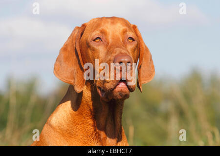 Le poil court hongrois, Magyar Vizsla devint Chien (Canis lupus f. familiaris), portrait d'un chien âgé de 16 mois Banque D'Images