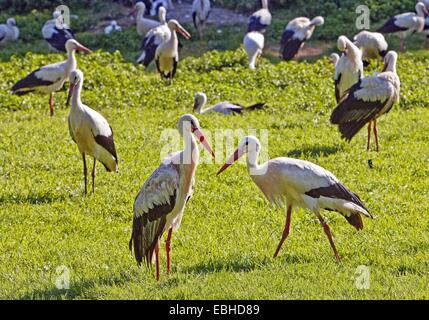 Cigogne Blanche (Ciconia ciconia), grand groupe dans un pré, en Allemagne, en Rhénanie du Nord-Westphalie Banque D'Images