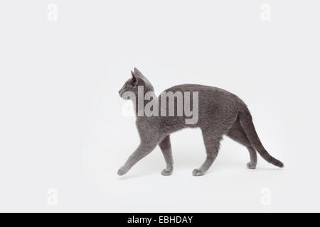 Vue de côté studio shot of alert chaton bleu russe Banque D'Images