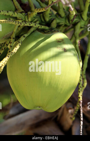 De coco verte sur le palm peser sur Koh Samui en Thaïlande Banque D'Images