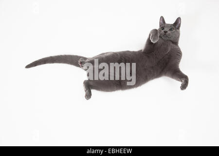 Chat bleu russe jouant sur le dos Banque D'Images