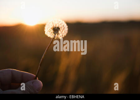 Les agriculteurs hand holding up pissenlit réveil au coucher du soleil, Missouri, États-Unis Banque D'Images