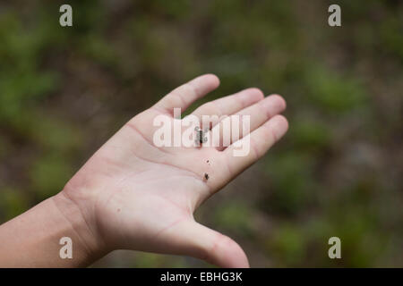 Main de teenage boy holding tiny toad sur la jetée, lac Supérieur, Gwinn, Michigan, USA Banque D'Images