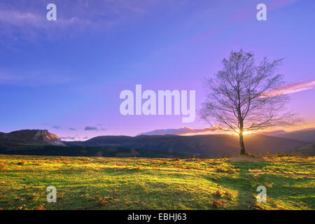 Treee solitaire au coucher du soleil près d'Itxina mountain. Gorbea Banque D'Images