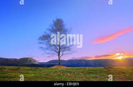 Treee solitaire au coucher du soleil près d'Itxina mountain. Gorbea Banque D'Images