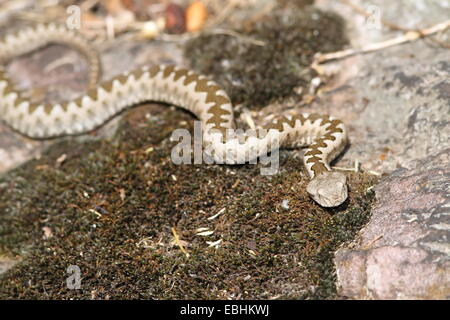 Jeunes européens ( Vipera ammodytes vipère à cornes ) dans l'habitat naturel, image prise en Roumanie le spécimen sauvage en situ Banque D'Images