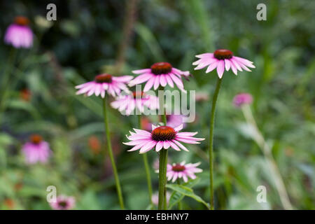 Echinacea purpurea 'Rubinstern' fleurit à une frontière. Banque D'Images