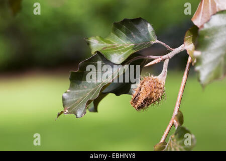 Fagus sylvatica 'Riversii'. Mât de hêtre sur l'arbre. Banque D'Images