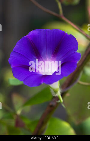 L'Ipomoea fleur. Morning Glory flower portrait. Banque D'Images