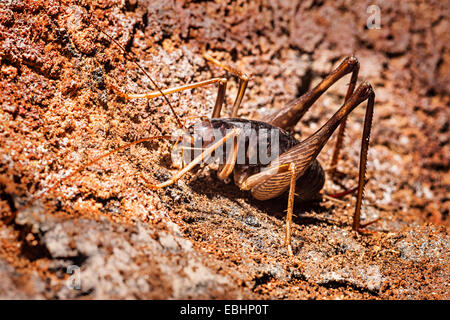 Grotte de cricket, le parc national du Gunung Mulu, Sarawak, Malaisie Banque D'Images