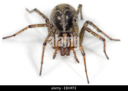 Une femme araignée Agelena labyrinthica, labyrinthe, chef-d'afficher sur un fond blanc. Partie de la famille Agelenidae. Banque D'Images