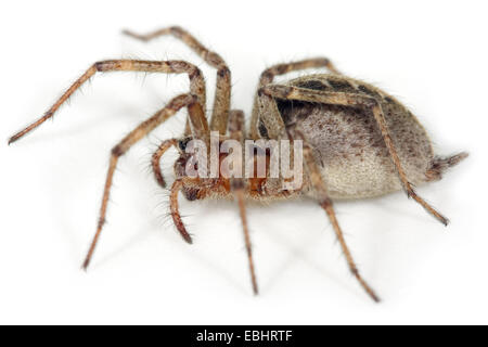 Une femme araignée Labyrinthe Agelena labyrinthica, vue de côté, sur un fond blanc. Partie de la famille Agelenidae. Banque D'Images