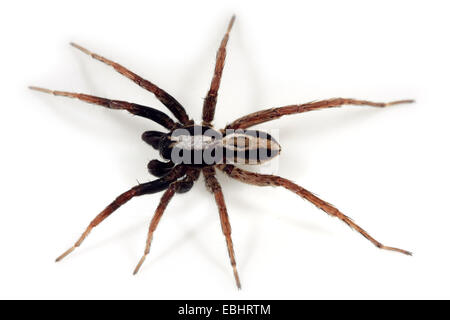 Une araignée-loup mâle (Alopecosa taeniata) sur fond blanc. Wolf spiders font partie de la famille des Lycosidae. Banque D'Images