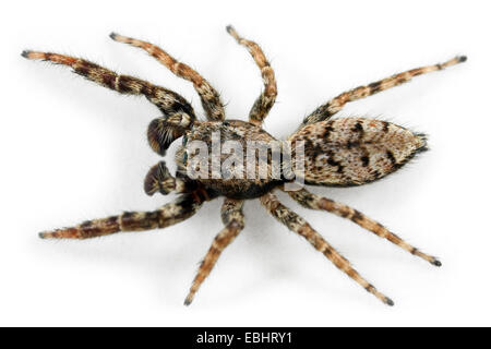 Un homme, Marpissa muscosa Cavalier Fencepost, araignée sur un fond blanc. Une partie de la famille des Salticidae - Jumping spiders. Banque D'Images