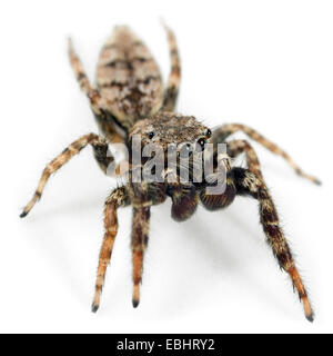 Un homme, Marpissa muscosa Cavalier Fencepost, araignée sur un fond blanc. Une partie de la famille des Salticidae - Jumping spiders. Banque D'Images