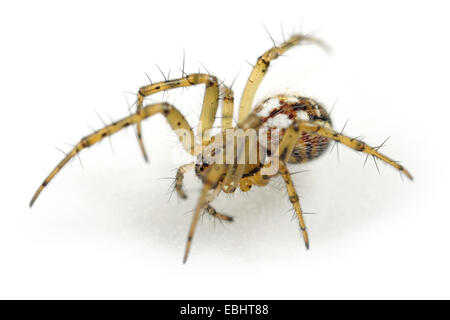 Le Mangora femelle araignée sur fond blanc. Famille Araneidae, Orb tisserands. Banque D'Images