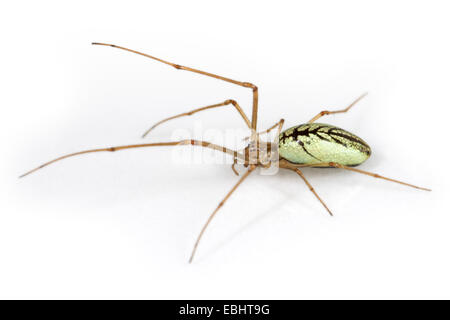 Un tronçon commun femelle-spider (Tetragnatha extensa), sur un fond blanc, une partie de amille Tetragnathidae - Long-Jawed-Orb tisserands ou étirer les araignées. Banque D'Images