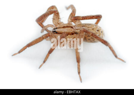 Une femelle (Zora spinimana) araignée sur fond blanc. L'araignée fait partie de la famille des Zoridae araignées errantes, ou tortue-jambe les araignées. Banque D'Images