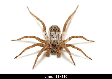 Une araignée-loup mâle (Alopecosa fabrilis) sur fond blanc. Wolf spiders font partie de la famille des Lycosidae. Banque D'Images