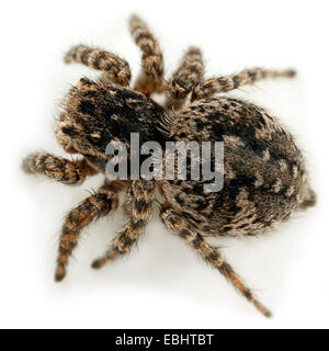 Une femelle de la famille des gradungulidae (Aelurillus v-insignitus) sur fond blanc. Jumping spiders font partie de la famille des Salticidae. Banque D'Images