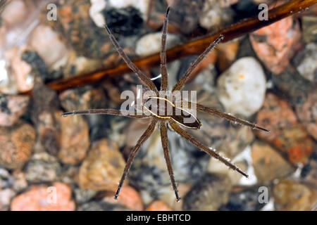 Fen mâle araignée Dolomedes plantarius (raft) flottant à la surface. Une pêche semi-aquatiques (ou raft) araignée. Famille Pisauridae. Banque D'Images