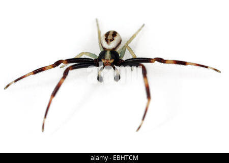 La Verge d'un homme araignée Crabe (Misumena vatia) sur fond blanc. Famille Thomisidae, araignées-crabes. Misumena a le nom commun Crabe Fleur les araignées. Banque D'Images