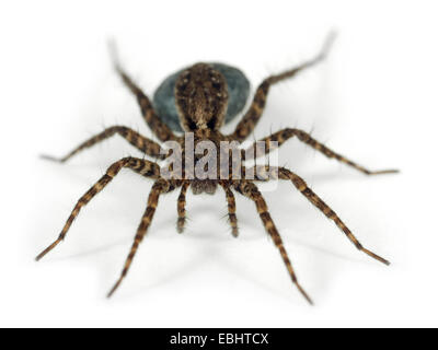 Une femme araignée Pardosa amentata (Loup) sur fond blanc. Wolf spiders font partie de la famille des Lycosidae. Banque D'Images