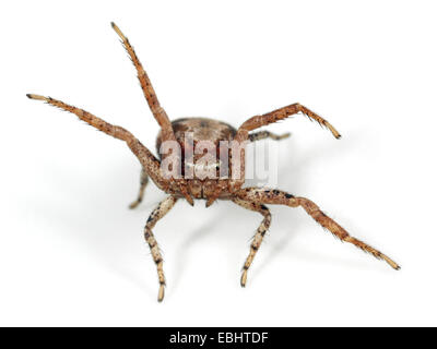 Une femme araignée Crabe (Xysticus cristatus) sur fond blanc. Famille Thomisidae, araignées-crabes. L'araignée est en agitant ses jambes pour effrayer l'ennemi. Banque D'Images