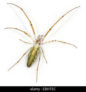 Un tronçon commun femelle-spider (Tetragnatha extensa), sur un fond blanc, partie de la famille Tetragnathidae - Long-Jawed-Orb tisserands ou étirer les araignées Banque D'Images