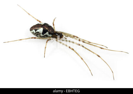 Une femme Stretch-contondant (araignée Tetragnatha obtusa), sur un fond blanc, partie de la famille Tetragnathidae - Long-Jawed-Orb tisserands ou étirer les araignées. Banque D'Images