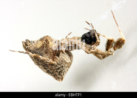 Hothouse femelle araignée Uloborus plumipes Featherleg,, sur fond blanc. Partie de la famille Uloboridae - Cribellate the orbweavers Banque D'Images
