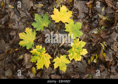 Anneau de feuilles d'érable d'automne de diverses nuances de vert à jaune sur le sol de la forêt, à l'inverse, plus la feuille de platane humide brun Banque D'Images