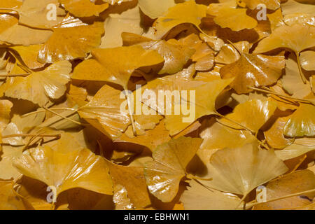 Jaune brillant lumineux riche en modifiant les couleurs de l'automne l'automne vu dans feuilles de ginkgo à diverses étapes du changement et de la décomposition Banque D'Images