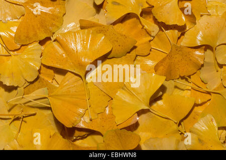 Jaune brillant lumineux riche en modifiant les couleurs de l'automne l'automne vu dans feuilles de ginkgo à diverses étapes du changement et de la décomposition Banque D'Images