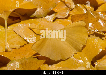 Jaune brillant lumineux riche en modifiant les couleurs de l'automne l'automne vu dans feuilles de ginkgo à diverses étapes du changement et de la décomposition Banque D'Images