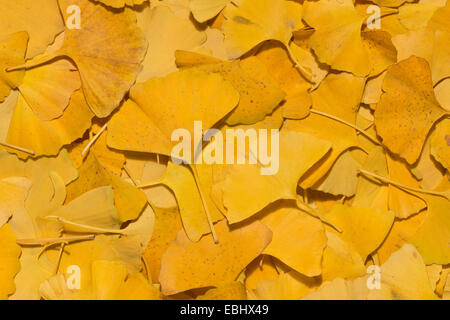 Jaune brillant lumineux riche en modifiant les couleurs de l'automne l'automne vu dans feuilles de ginkgo à diverses étapes du changement et de la décomposition Banque D'Images