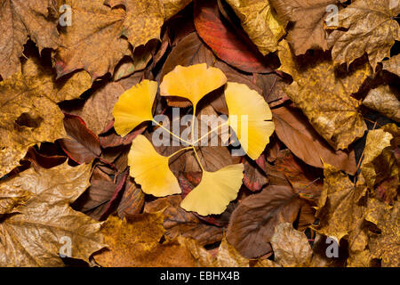 Bague contrastantes cercle de feuilles de ginkgo relique des dinosaures fossile vivant contrastant avec une nouvelle espèce d'érable Banque D'Images